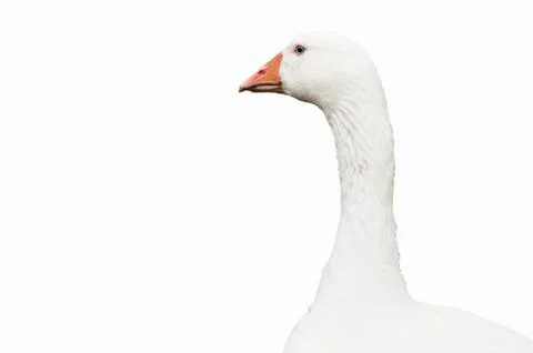 Goose Isolated Stock Photos