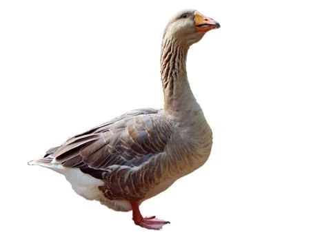 Goose isolated on white background Stock Photos