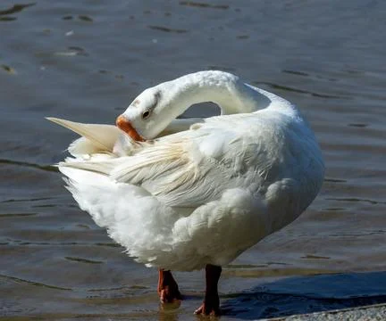 The goose with its head up all the time Stock Photos