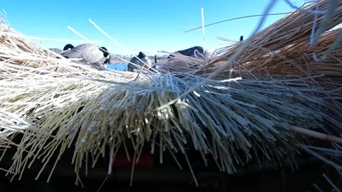 Goose Knocks the Wind Out of Hunter, Omaha, Nebraska, USA - 11 Dec 2022 Stock Footage 226224748