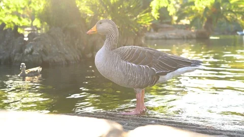 Goose in the lake, close-up. Vídeos de archivo 111343889