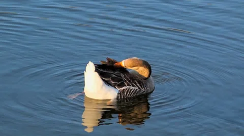 Goose in Lake Stock Footage 36135464