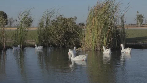 Goose in a lake Stock Footage 126573077