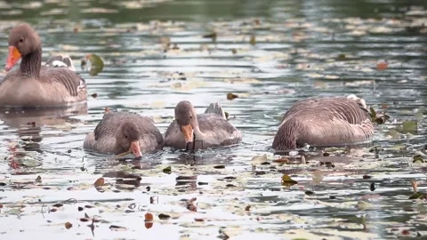 Goose on the lake Stock Footage 134386621