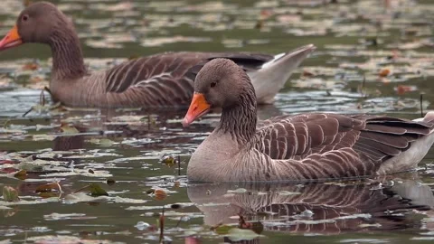 Goose on the lake Stock Footage 134386624