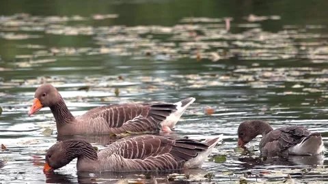 Goose on the lake Stock Footage 134386625