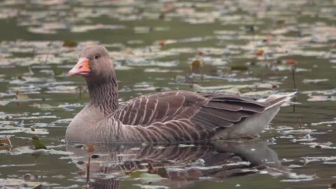 Goose on the lake Stock Footage 134386636