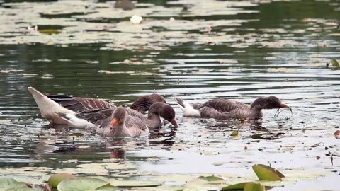 Goose on the lake Stock Footage 134386648