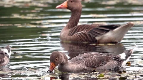 Goose on the lake Stock Footage 134386652