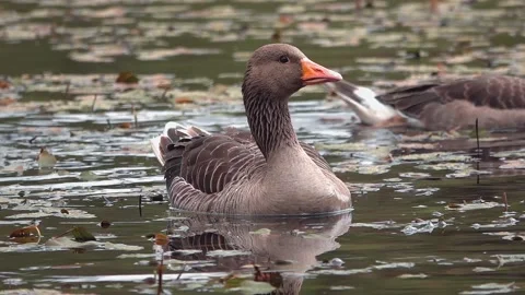 Goose on the lake Stock Footage 134386657