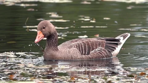 Goose on the lake Stock Footage 134386662