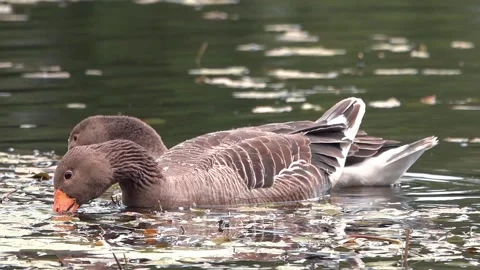 Goose on the lake Stock Footage 134386712