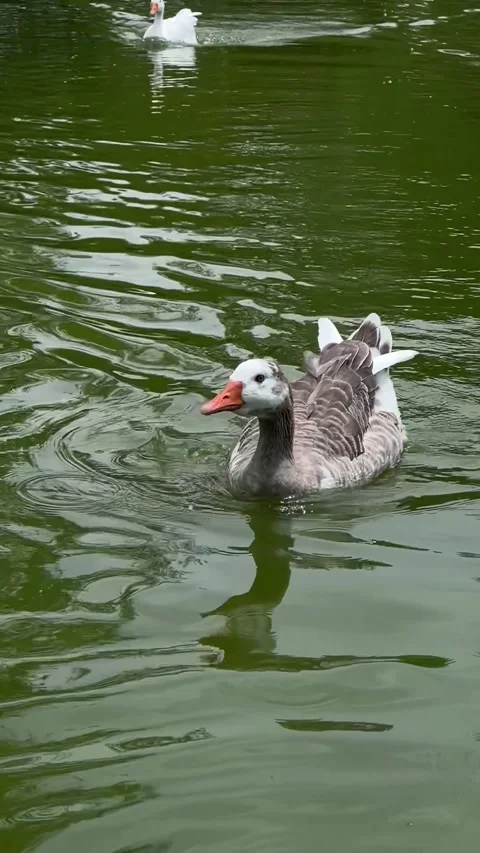 Goose on a lake Stock Footage 318980144