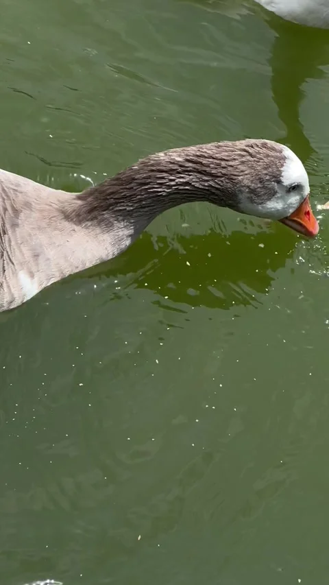 Goose on a lake Stock Footage 318981065