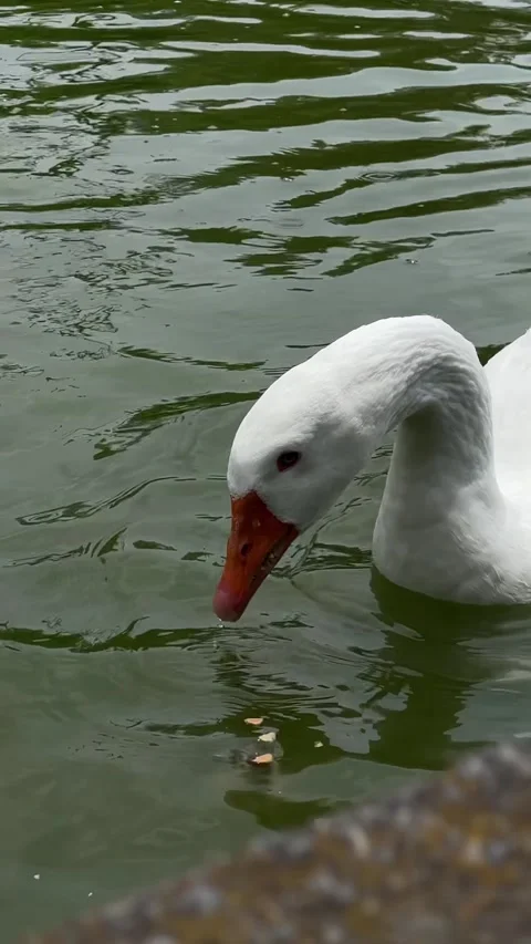 Goose on a lake Stock Footage 318981071