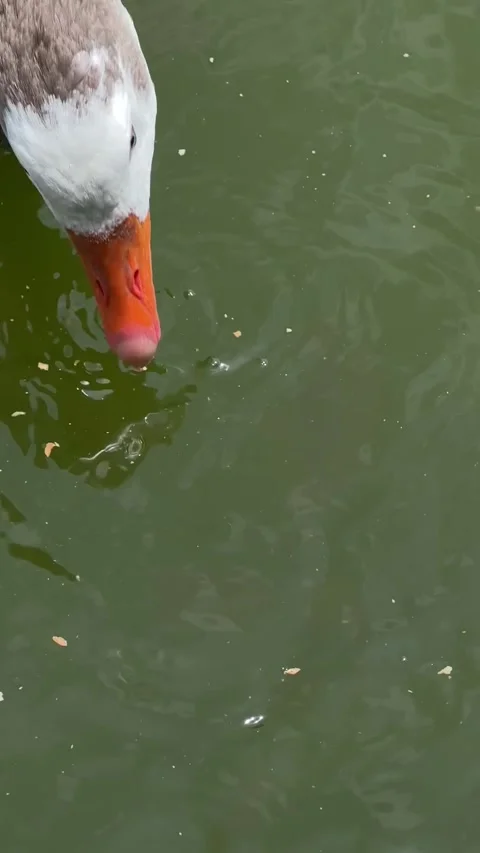 Goose on a lake Stock Footage 318981073
