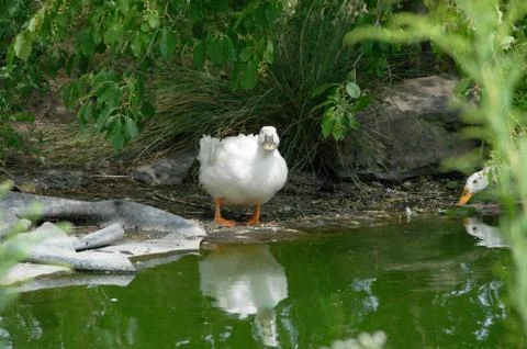 Goose at the lake Stock Photos
