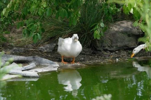 Goose at the lake Stock Photos