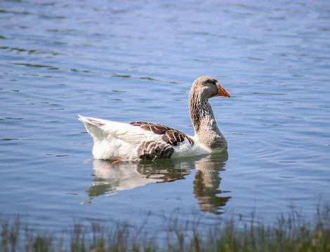 Goose on a lake Stock Photos
