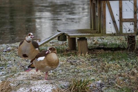 Goose on the lake Stock Photos
