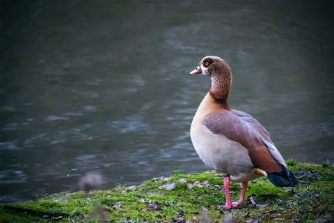 Goose on the lake Stock Photos