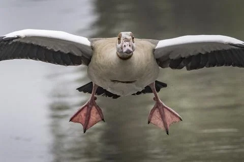 Goose landing Fotos Stock