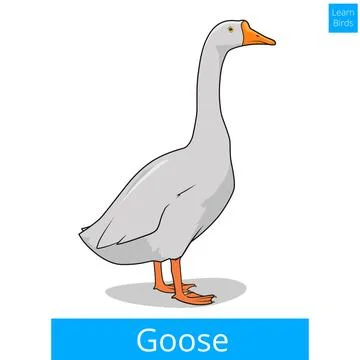 Goose learn birds educational game vector Stock Illustration