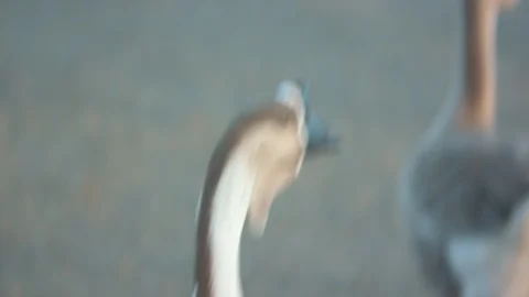 Goose Looking Around Stock Footage 90146600