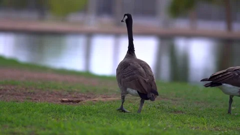 Goose looking around in park Stock Footage 93865369