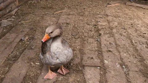 Goose looking at the camera and washing Stock Footage 156037028