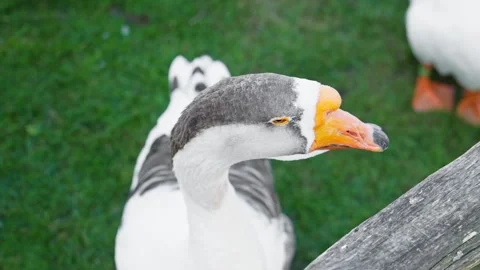 Goose looking at camera. Curious goose exploring lush green landscape. Stock-Footage 293194650