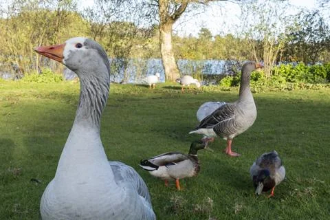 Goose looking at camera with ducks in park Stock Photos