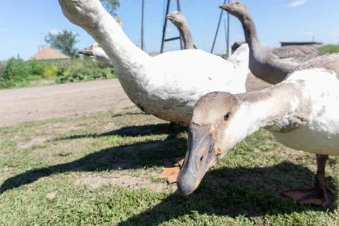 The goose looking at the camera Stock-Fotos