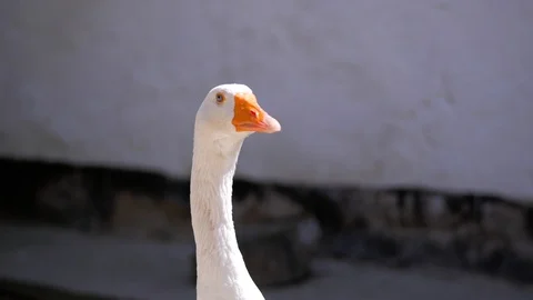 Goose looking funny at the camera, close up. Stock Footage 113217351
