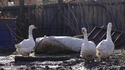 Goose on the lookout Stock Footage 84187360