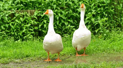 Goose in the meadow Stock Footage 50059965