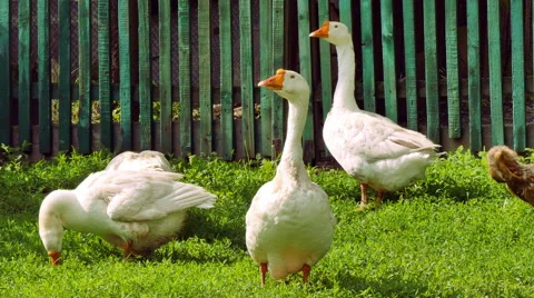 Goose  in the meadow Stock Footage 50060020