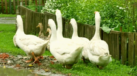 Goose in the meadow Stock Footage 50142768
