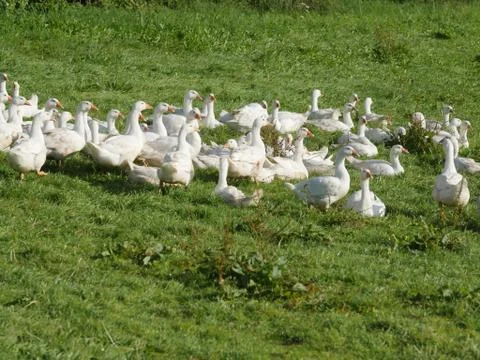 Goose meadow Stock Photos