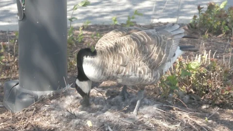 Goose Mom Stock Footage