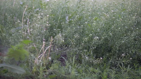 Goose mower close-up cuts grass Stock Footage 131429400