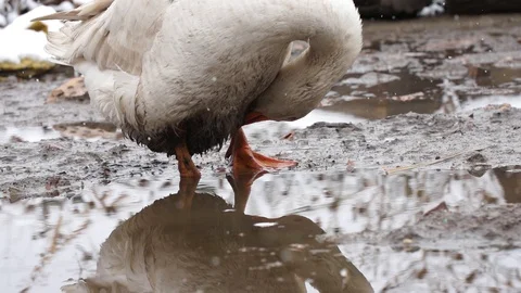 Goose at the mudpit, drinking, scratching, 400 fps, stockvideo Stock Footage 87863141
