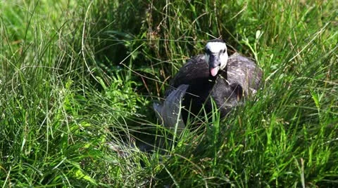 Goose in a nature Stock Footage 24662223