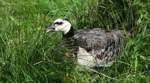Goose in a nature Stock Footage 24662892