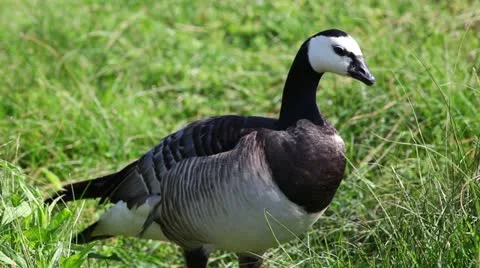 Goose in a nature Stock Footage 24668362