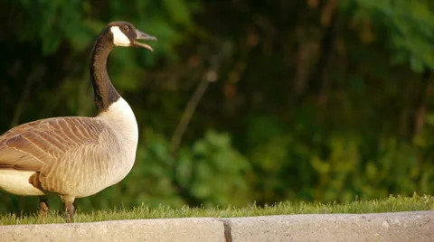 Goose Near Sunset Video stock 5505055