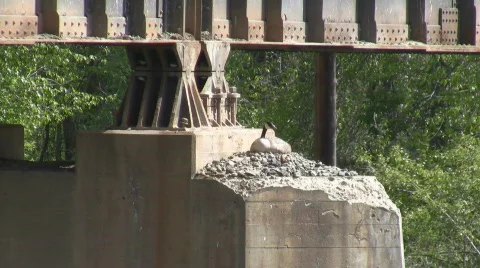 Goose nest Stock Footage 481781