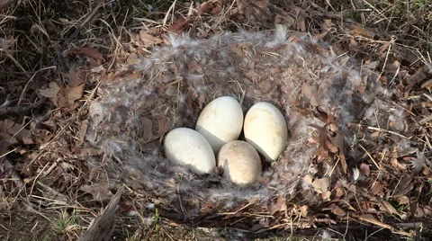 Goose Nest with Four Eggs Stock Footage 49613285