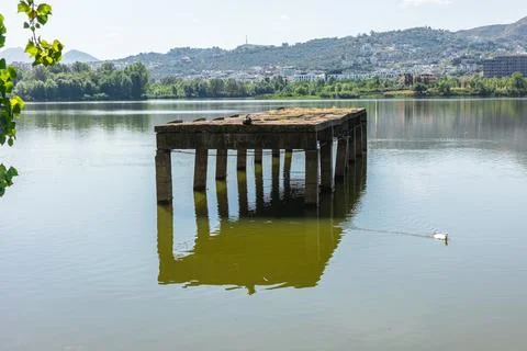 Goose on Old Concrete Platform in Artificial Lake of Tirana Stock Photos