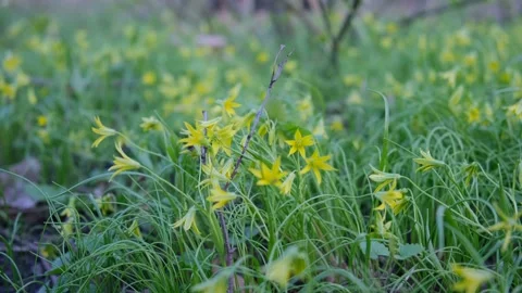 Goose onions bloom in the wind Stock Footage 153285909